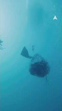 Diving for Sea Urchins in Tasmania!
