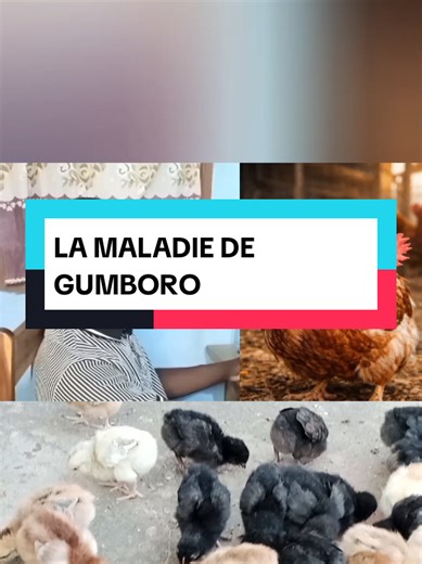 Voici une maladie qui peut détruire ton élevage de poulets #agriculture #volaille #elevage