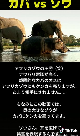 【一色触発】気の強いカバ vs 何気ないゾウ #カバ #ゾウ#カバのガイド #動物園 #動物雑学
