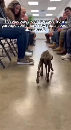 Adoption day 😍 @Chosen Paws #adoption #pet #dog #dogsoftiktok #pets | Dog Adoption