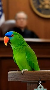 Parrot in court Objection to the courtroom! 😂 #funnyparrot #talkingparrot | Video Vibes