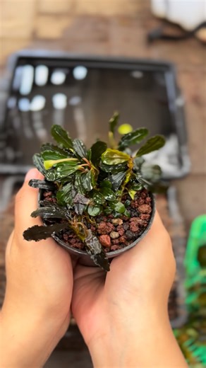 bucephalandra owner on Instagram: "What you plant today determines what you harvest tomorrow. Healthy planting, consistent care, and patience will always result in strong, high-quality plants. There is no shortcut in planting—only process, discipline, and time.✨🪴🤗💚 ✅ Worldwide shipping with guarantee 📲 WhatsApp: +62 822-2117-4007 #PlantingLaw #PlantingDigest #GrowWithCare #QualityPlants #AquaticPlants"