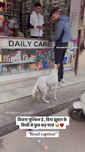 963K views · 10K reactions | कितना मुश्किल है , बिना झूबान के किसी से कुछ कह पाना 凉 This is one of our dog to whom we feed everyday , He heard my scooty's sound and came to meet me ♥️ such a sweet gesture ♥️ | Animal Lovers Foundation | Facebook