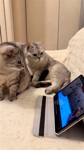 FD1653FD-73FD-4DE4-B459-721F505588C3