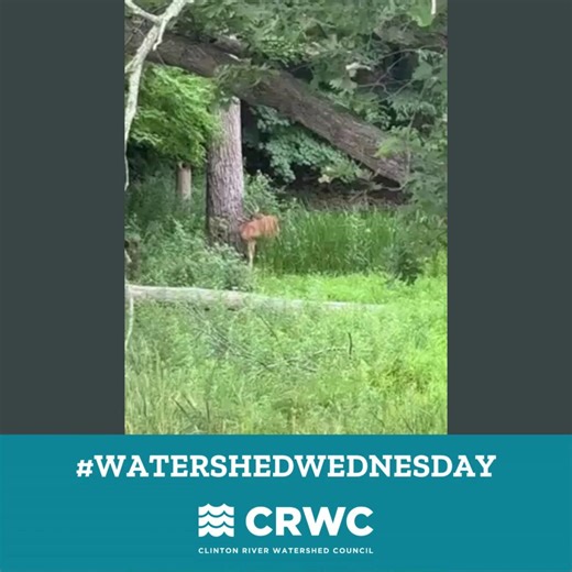 The Clinton River Watershed supports heron, trout, mink, and other wildlife -- including deer! This video was taken at the CRWC office in Rochester Hills. Which animals do you enjoy seeing throughout the watershed? Message us to share your photos and videos! #WatershedWednesday #ClintonRiver | Clinton River Watershed Council