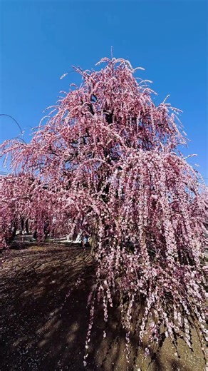 鈴鹿の森庭園の見事なしだれ梅！