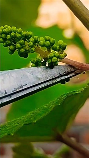 Tip 20, Grapevine Pruning, How to Do It #growingvarieties #grapes #tips #shortvideo