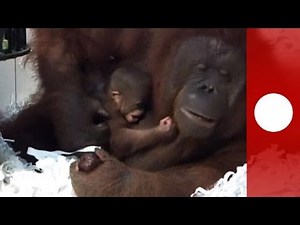 Touching moment of Orangutan mother cuddling newborn in Indonesia safari park