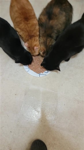 This is them every time now... They act like they're starving lol. | Ryann Elaine