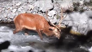 1.4M views · 80K reactions | LE BONHEUR D'UN BON BAIN... Pour ce cerf, quelque part en Savoie (Alpes-France). Un immense merci à Bruno Savoyard pour cette vidéo. N'hésitez pas à retrouver sa page pour découvrir de très belles photos et vidéos. | La Place du Village | Facebook