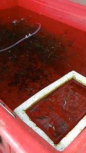 7.8K views · 59 reactions | Guppy blue lace #guppy #guppyfish #guppyphilippines | Guppy'Nest | Facebook