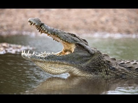 Lolong: World's Largest Crocodile in Captivity, Philippines - Gets Guinness World Record