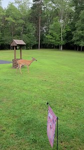 3.3K reactions · 1.5K shares | Who likes a good chick fight?歷 #eatwhatyoukill #huntchef #braceforimpact #wildgame #youtube #does | HuntChef | Facebook