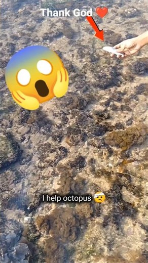 Helping a Hidden Octopus! 🐙🥺 #Rescue#animals