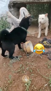 These Dogs vs Birds… Who’s Really in Charge? #MyPetsie ___________________________________________ Explore the Link in Our Bio for More Best Pets Toys & Supplies! 🛒🛍️ ___________________________________________ Follow @my.petsie For More Daily Videos 🔥❤️ ___________________________________________ When you think you’re tough… until a bird flaps! Watch these brave pups show their true colors when birds enter the scene. ___________________________________________ Plz Dm for credit & removal 💬 