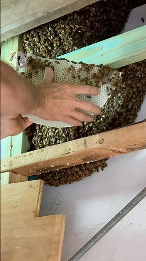 The Truth About Beeswax