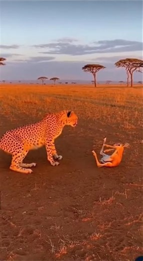 Cheetah Becomes a Protector! 🐆✨ #Wild #Rescue #Viral🟢