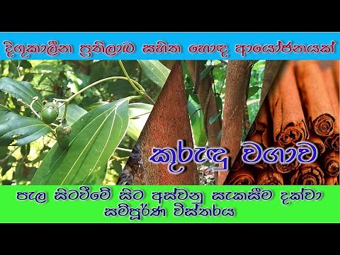 Cinnamon cultivation In Sri Lanka (From planting to harvest processing) I home use & economical I
