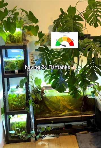 Finding Peace Through Fishkeeping