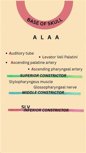 Structures passing through CONSTRICTORS of PHARYNX #anatomy #medicalstudent