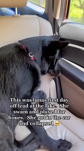 137K views · 6.3K reactions | #germanshepherd #puppy #swimming | Cute Animals | Facebook