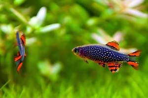 Celestial Pearl Danio - Danio margaritatus Fish Profile & Care Guide