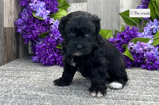 Evelyn - Havapoo Puppy F1385B