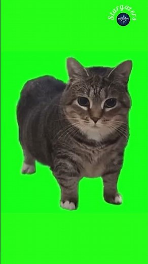 Spinning cat green screen for editors | chroma key | #cat #edit #greenscreen
