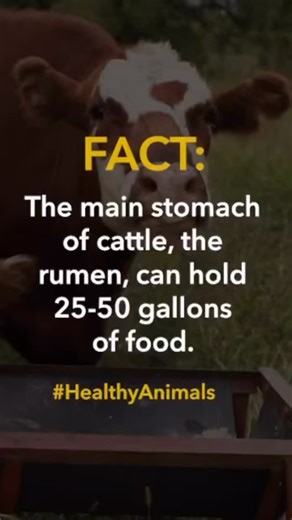 19 reactions · 4 comments | Talk about a BIG appetite!  Cattle have a four-chamber stomach, and the rumen alone can hold 25–50 gallons of food! #CowFact #HealthyAnimals #Cows #Cattle #FarmFact #Ranching #Farming #Eating #CowKnowledge #FactFriday | Durvet, Inc. | Facebook