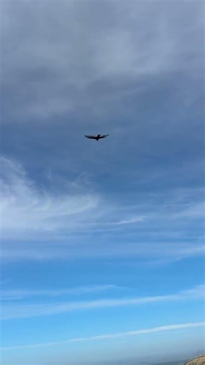 Hawk tua! I mean I saw a hawk!