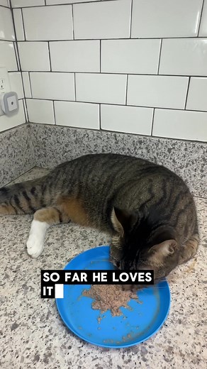 😺 Meals your cat can't wait to eat 😺 🐈 Fresh food catered to your cat’s needs 🐾 Get 35% off your Sampler when you try Smalls 😋 Made from human-grade ingredients ✅ Vet-approved formulas 📦 Delivered to your door, ready to feast | Smalls