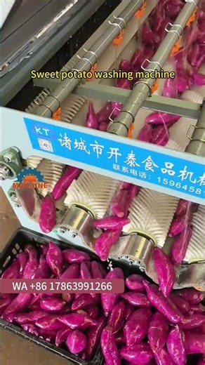 From field to factory: How can a sweet potato washing machine increase efficiency tenfold?