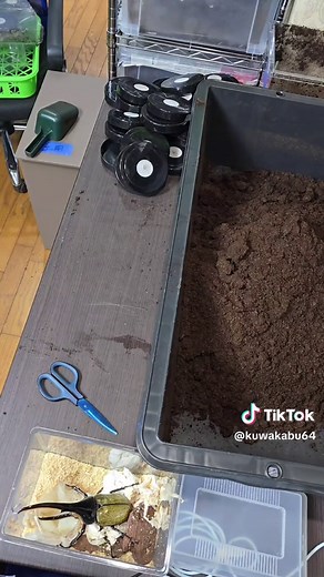 Handling Beetles and Soil Containers in a Room