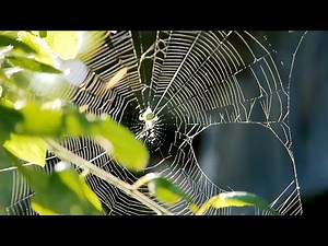 Why is NASA sending spiders to space?