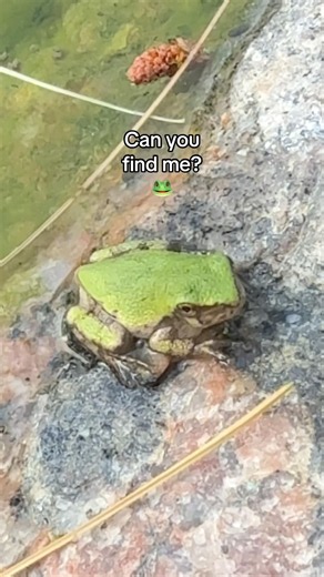 Can You? 🐸 #frog #frogs #froglovers #frogshorts #wildlife #fyp