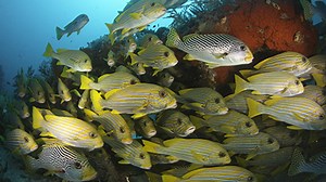 Fish Video Stock Footage