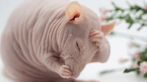 This woman's soulmate is a hairless rat Follow us on YouTube: youtube.com/geobeatsanimals | GeoBeats Animals