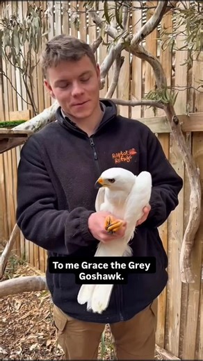 Raptor Refuge | The Grey Goshawk is Australia’s only pure white bird of prey in fact, it’s the only pure white hawk in the world. Ghost-like. Quiet.... | Instagram