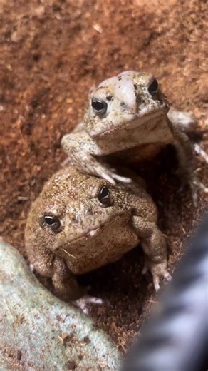 Hopp'in Help on Instagram: "4 kisses goodnight! #greatplainstoad #toad #toads #hoppinhelp"