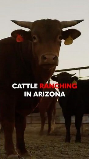 Cattle Ranching in Arizona | Breaking Big Food Documentary Clip