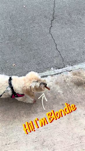 Meet Sweet Little Roo: The Spunky 14-Year-Old Maltipoo