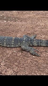 Asian water monitor is a large varanid lizard
