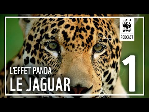 Épisode 1 : à la rencontre du jaguar en Guyane | L'Effet Panda : un podcast WWF