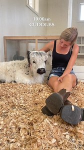My Baby Cows Morning Routine | My Mountain Husky