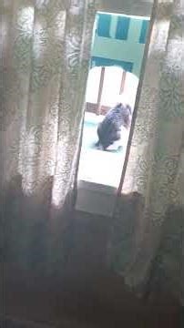 Rick, i thought you was coming back in. watching the yard. Rick chronicles .