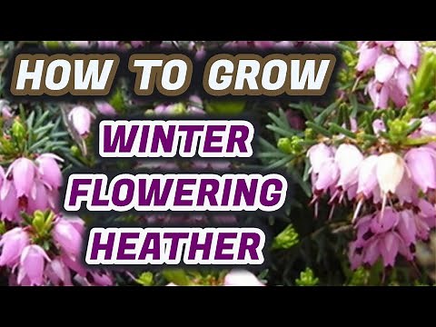 How To Grow Heather Plants : Winter Flowering (The Easy Way)