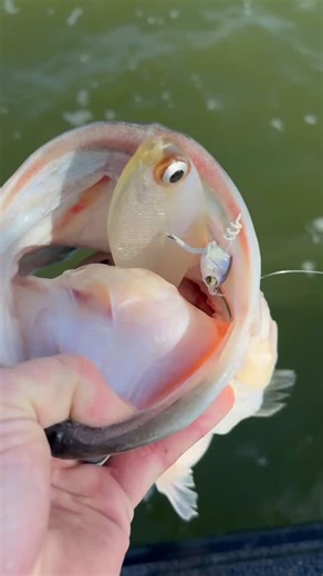 6th Sense Fishing on Instagram: "@josh.jones.fishing getting it done with the Panorama on an Axle Swimbait Jig Head💰🎯 #6thsensefishing #6thsense #panorama"