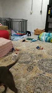 1.3K views · 112 reactions | The BIGGEST and the LITTLEST! Super CALI is a bit obsessed with the puppy babies and I find it ADORA-BULL!!! Adoption applications are available online at: www.phoenixrisingrescue.com Pensacola, FL | Phoenix Rising Rescue | Facebook