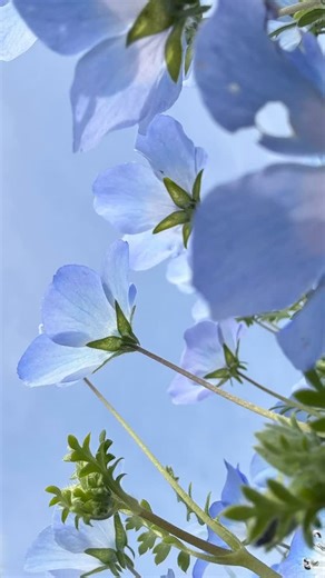 檜山沙耶 / Saya Hiyama on Instagram: "blue #ファインダー越しの私の世界 #sonyalpha #sonya7cⅱ"