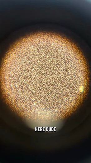 Microscopy purposes only people, you know 😁🍄🤙 mush love! #mycologist #mushrooms #mycology #labwork #fyp #spores #microscopy #fun | Myco Sphere